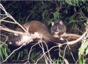 The Western Ringtail Possum is listed as 'endangered' under the ‘endangered’ (rare and likely to become extinct) under the Western Australian Wildlife Conservation Act.